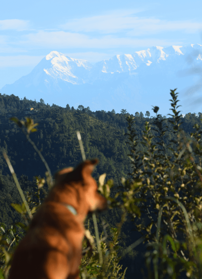 Trishul (7,122 m) in the background